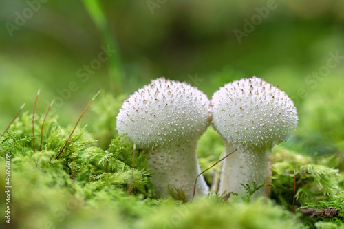 Common puffball fungus (Lycoperdon perlatum). photo