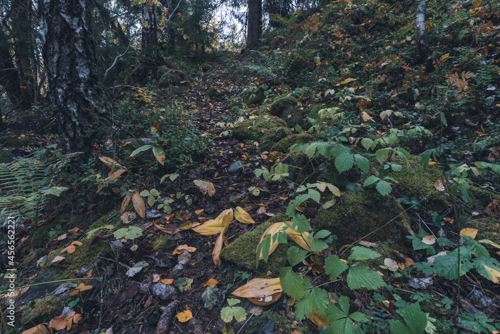 Obraz premium Faint path leading up a valley slope in autumn.