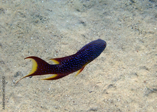 Lunar-tail grouper or Yellow-edged lyretail, scientific name is Variola louti, belongs to family Serranidae, inhabits Red Sea, tends to live solitary in coral reefs 