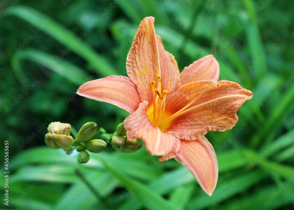 Daylily flower close up. Orange lily. Beautiful garden flower. Daylily flower close up. Orange lily. Beautiful garden flower.