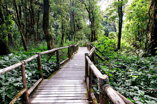 Wooden walkway in the forest