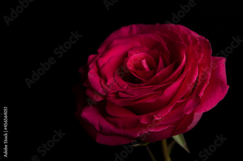 image of flower dark background
