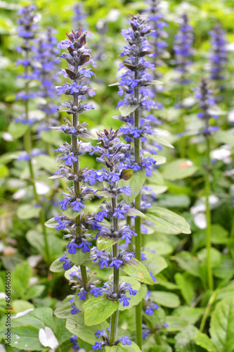 Ajuga reptans grows and blooms in herbs