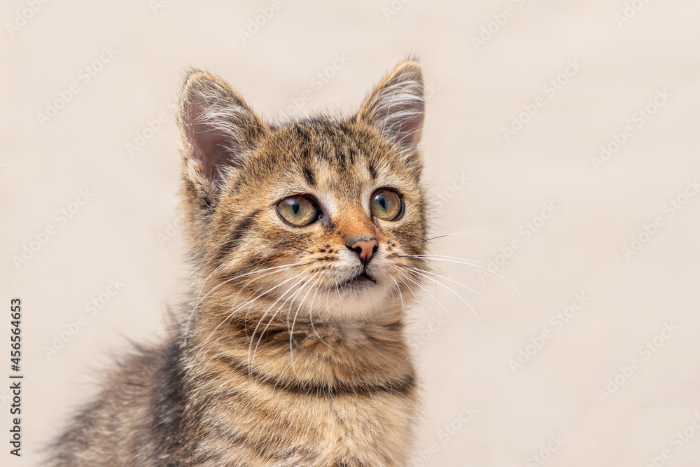 Small gray striped kitten on a light background, portrait of a kitten