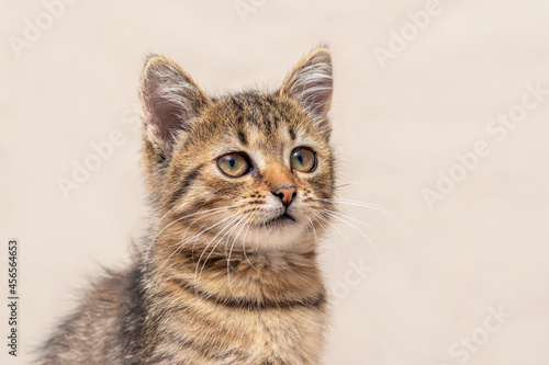 Fototapeta Naklejka Na Ścianę i Meble -  Small gray striped kitten on a light background, portrait of a kitten