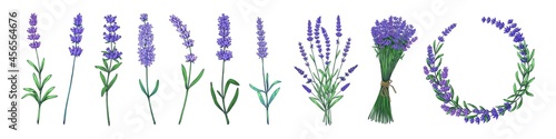 Hand drawn lavender. Colored flower  stems and bouquet of odorous garden plants. Herbal tea and floral cosmetics elements set graphic template. Vector violet blossom twigs or wreath