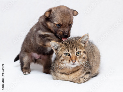 Little puppy and kitten are playing. Cat and puppy on a light background