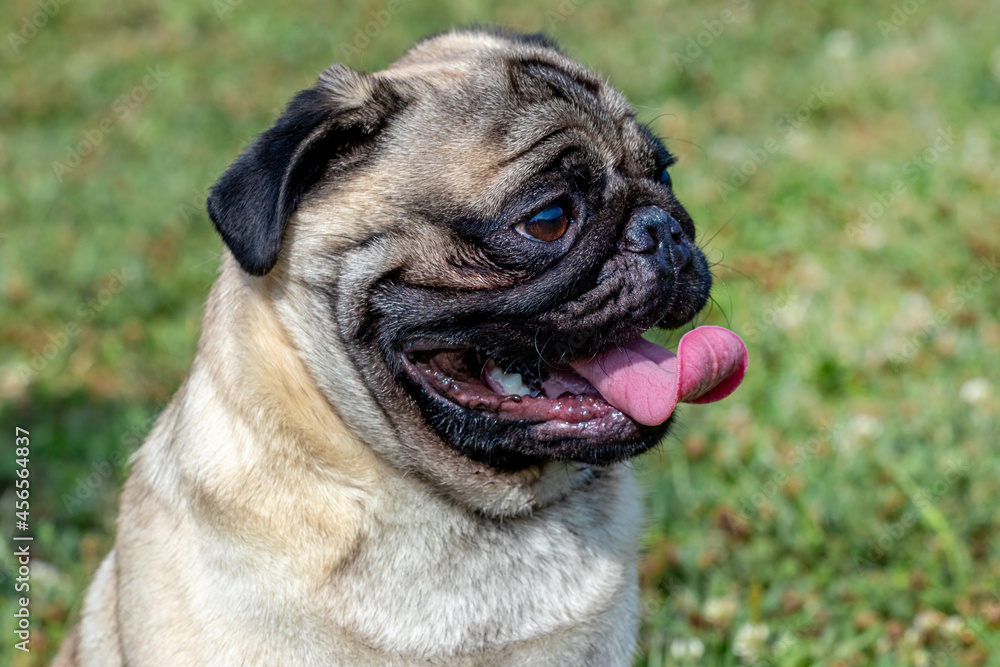 Portrait of a pug dog in profile on a background of grass