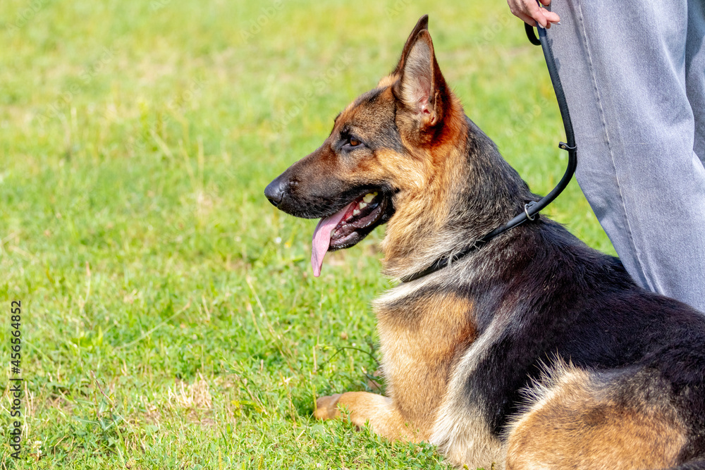 A large beautiful shepherd dog sits on the grass at the feet of the owner during a walk in the park in sunny weather A large beautiful shepherd dog sits on the grass at the feet of the owner during a walk in the park in sunny weather