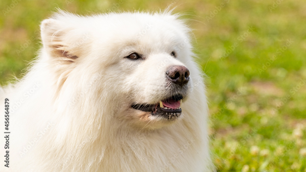 Big white fluffy dog breed Samoyed close up, portrait of a dog