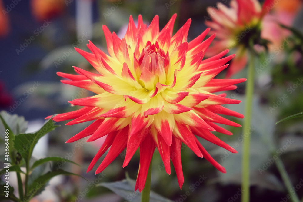 Semi-cactus dahlia 'Kenora Sunset' in flower Semi-cactus dahlia 'Kenora Sunset' in flower
