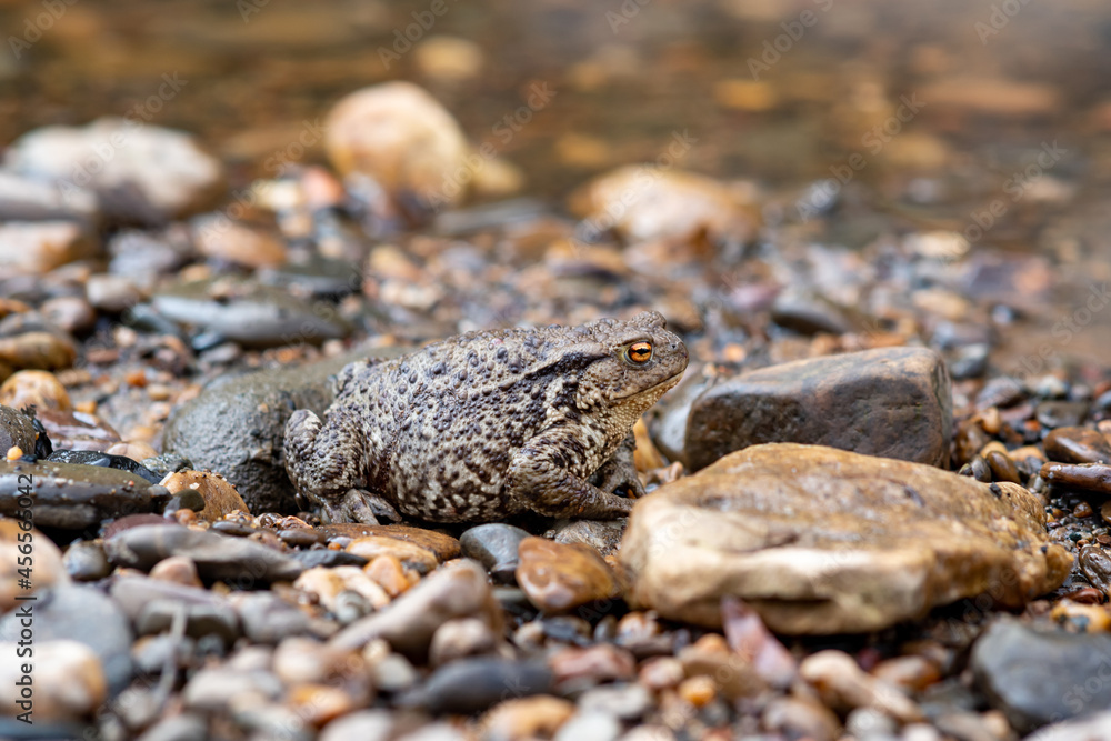common gray toad camouflaged among the pebbles on the rocky river bank common gray toad camouflaged among the pebbles on the rocky river bank