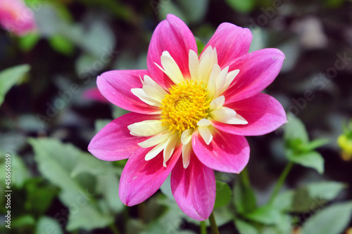 Collerette type Dahlia  Kilncroft James  in flower.