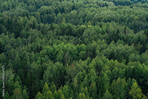 background, landscape - tops of trees in the forest from a bird's eye view