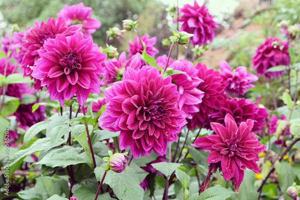 Purple decorative pinnate dahlia 'Thomas A Edison' in flower Purple decorative pinnate dahlia 'Thomas A Edison' in flower