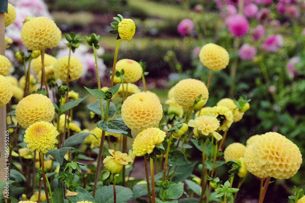Pompon dahlia 'Hollywood Twilight' in flower Pompon dahlia 'Hollywood Twilight' in flower