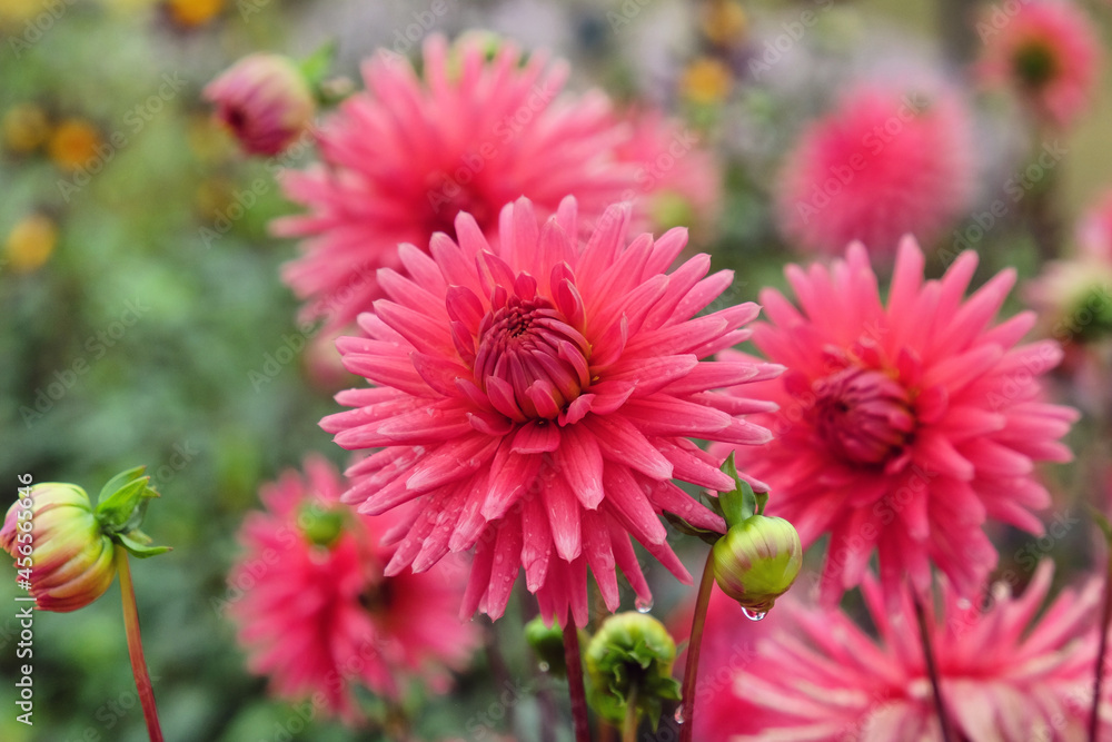 Miniature semi cactus Dahlia 'Josudi Hercules' in flower Miniature semi cactus Dahlia 'Josudi Hercules' in flower