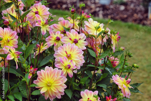 Dwarf dahlia 'Pacific Ocean' in flower photo