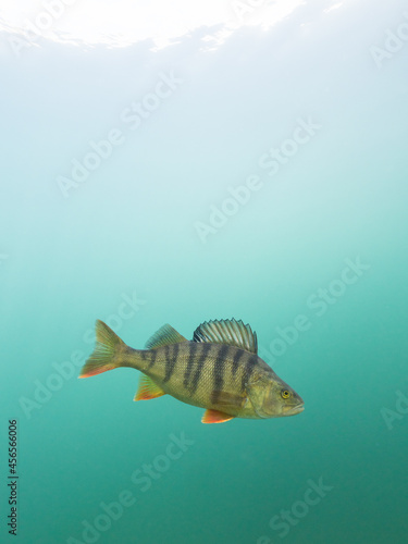 Big perch swimming in clear water