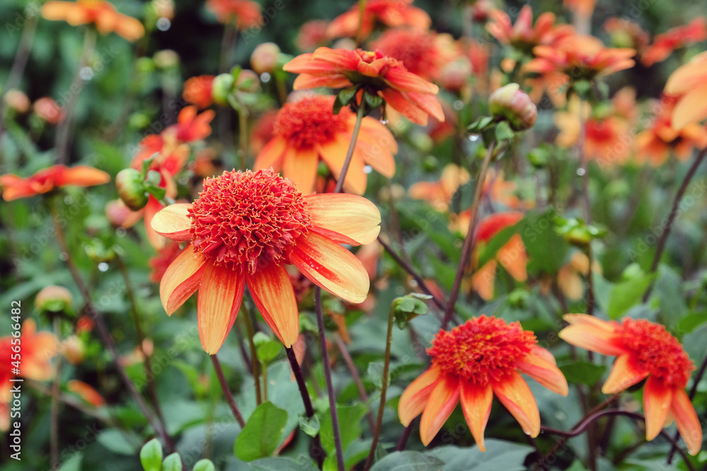 Anemone Dahlia 'Josie' in flower Anemone Dahlia 'Josie' in flower