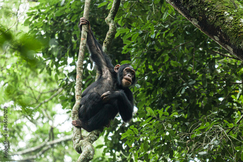 Chimpanzee hanging on a thin tree branch. Kibale National Park, Uganda