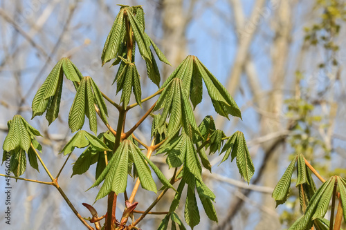 Rote Blüten der Rosskastanie, Aesculus hippocastanum photo