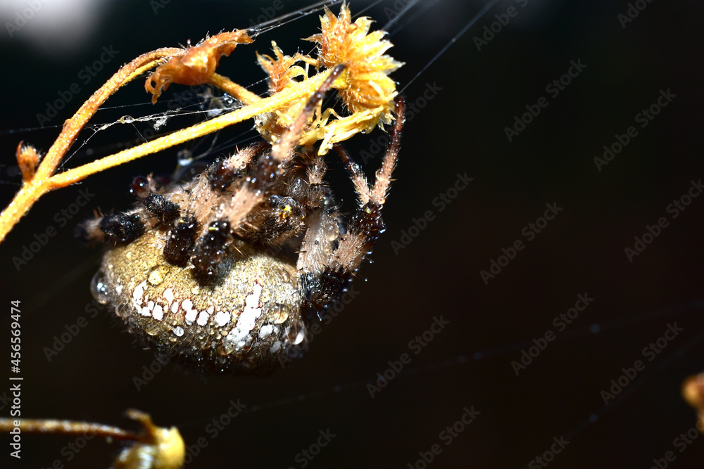 Φωτογραφία The spider has tucked its paws under itself and curled up in a ball sitting on a stalk of grass