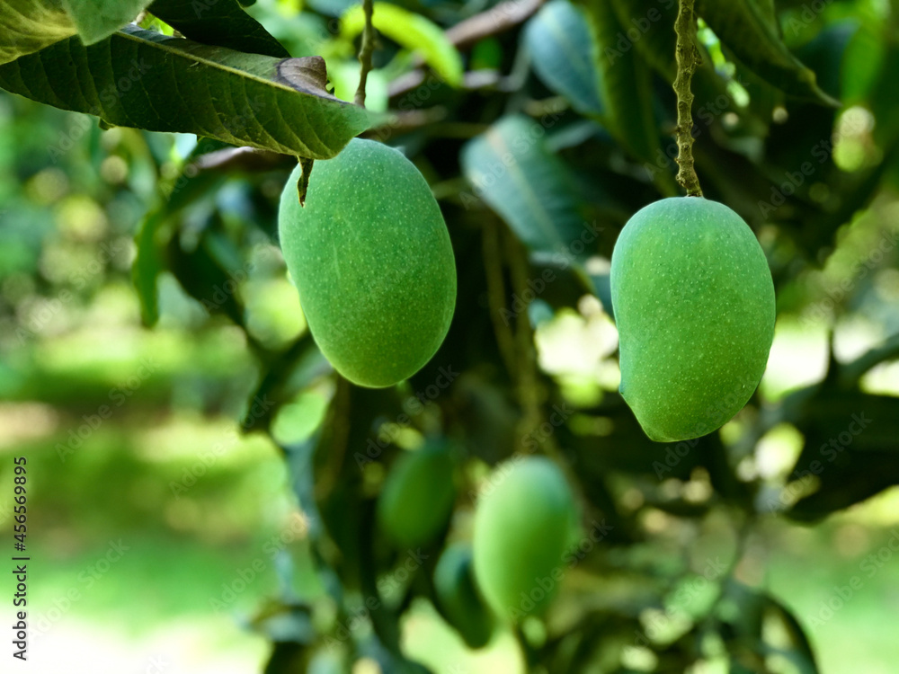 fresh green mango fruits tree plant nature in a farm garden