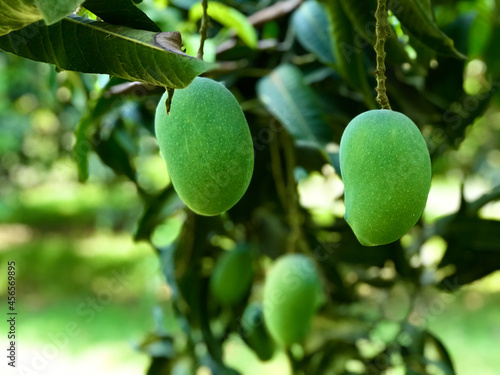 fresh green mango fruits tree plant nature in a farm garden