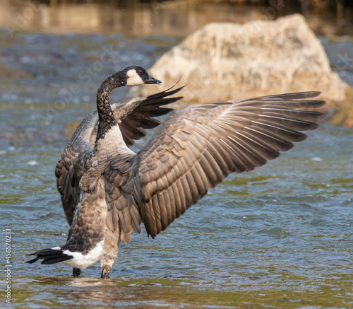 canada goose at the river