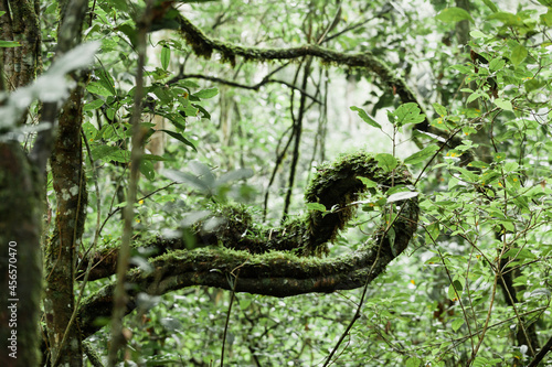 Close-up view of lianas covered with green moss in the rainforest of Kibale National Park  Uganda