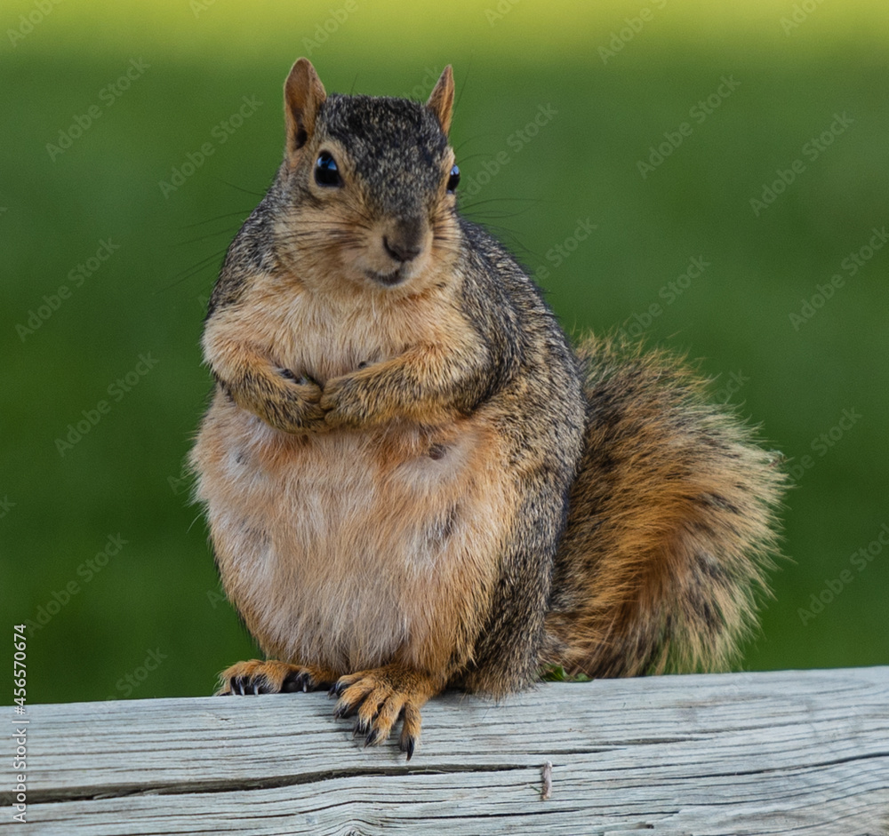 Fototapeta premium squirrel in the park