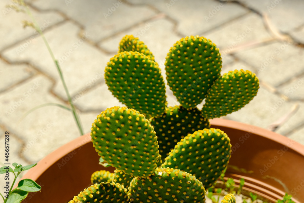 Close-up succulent cactus in pot.Cactus Opuntia Angel Wing Microdasys Albata Bunny Ears Mickey Cactus Spiky Plant Succulent Rare Live Plants Stock Photo | Adobe Stock