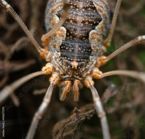 Weberknechte (Opiliones), nahaufnahme photo