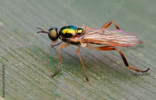 Waffenfliegen (Stratiomyidae), nahaufnahme photo