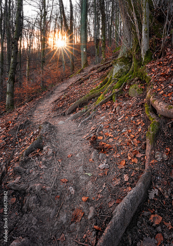 Pathway in the forest in wi...