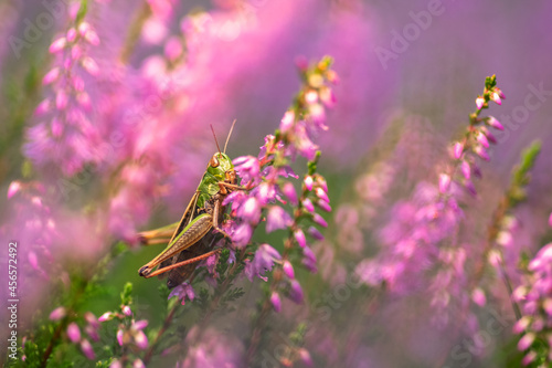 Stenobothrus lineatus (Panzer, 1796) - stripe-winged grasshopper - Heidegrashüpfer