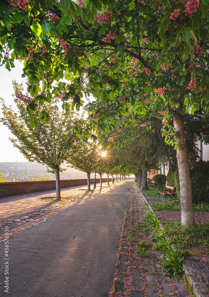 cherry trees at the Arpad Toth Promenade, Budapest cherry trees at the Arpad Toth Promenade, Budapest