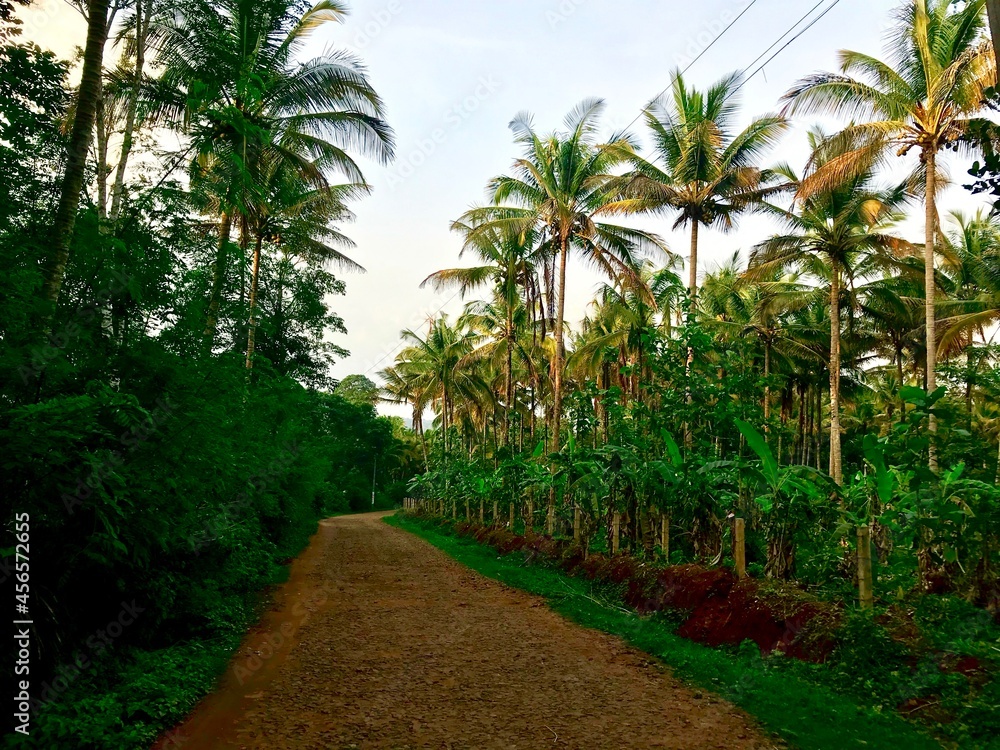 palm trees on country road in india