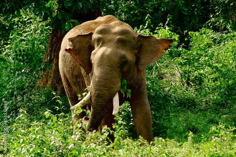 Fototapeta premium elephant in the jungle in india