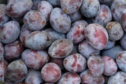 Plum background. Top view of many ripe plums. Gardening autumn harvest. Selective soft focus.