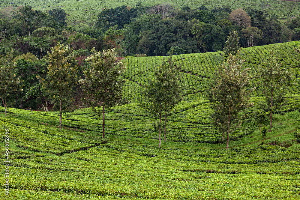 Beautiful landscape of tea plantation in Uganda