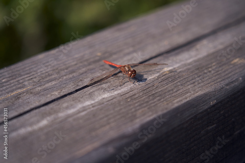 Dragonfly sitting on a wooden handrail