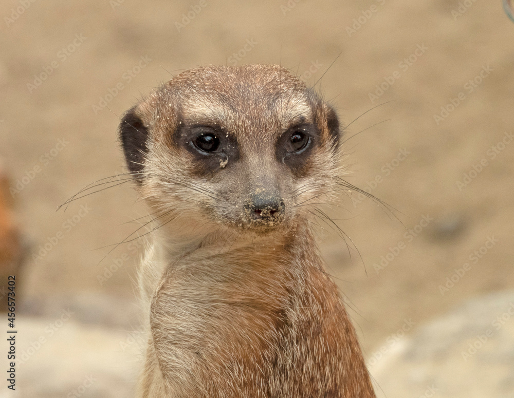 Fototapeta premium meerkat on the lookout