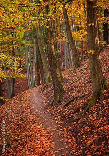 Pathway in the forest at au...