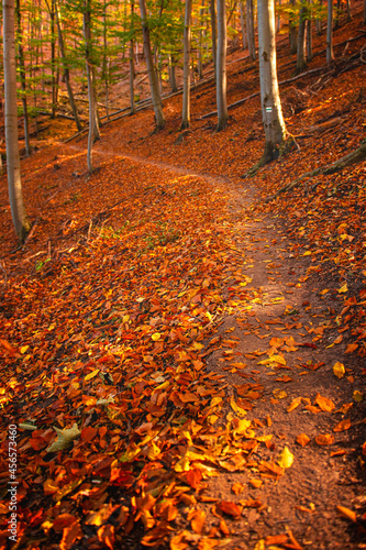 Pathway in the forest at au...