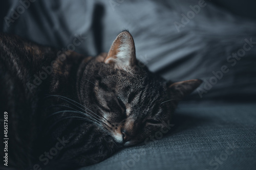 Chat sieste © Martin Kollz