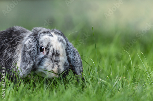Portrait of a cute dwarf rabbit sitting in a meadow