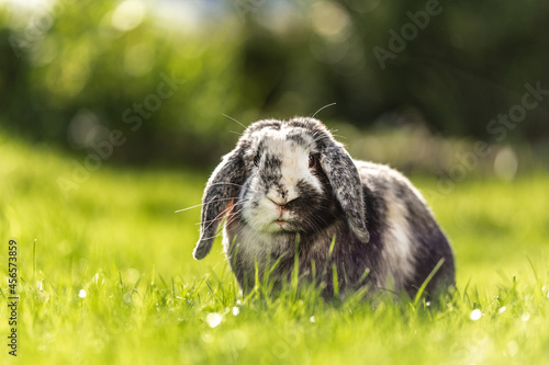 фотографія Portrait of a cute dwarf rabbit sitting in a meadow
