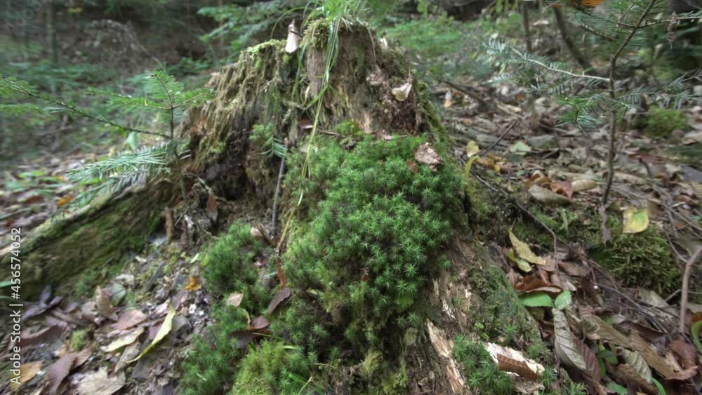 old trees covered with moss in the forest. ecology in the forest. clean environment concept. old trees covered with moss in the forest. ecology in the forest. clean environment concept.